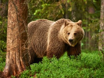 útok medveďa na Kysuciach