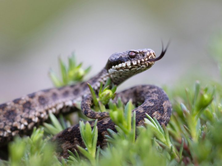 V Chorvátsku útočia jedovaté hady