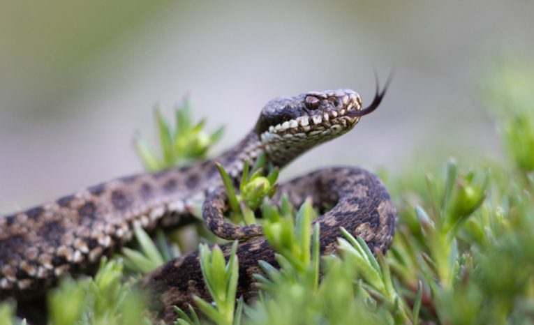 V Chorvátsku útočia jedovaté hady