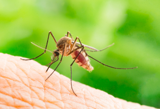 Sezóna komárov začína. Tieto prírodné repelenty ti pomôžu sa pred nimi ochrániť