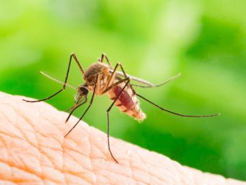 Sezóna komárov začína. Tieto prírodné repelenty ti pomôžu sa pred nimi ochrániť