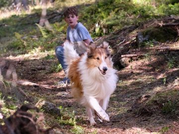 Ďalší príbeh známej kólie. 10 zaujímavostí o rodinnej novinke Lassie: Nové dobrodružstvo