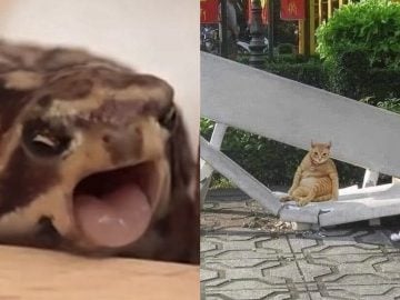 Profil na Instagrame zbiera bizarné fotky zvierat, ktoré pobavia aj teba