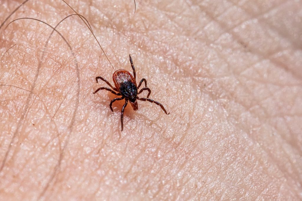 Majú ťa kliešte radšej než ostatných? Tieto skupiny ľudí sú pre kliešte najpríťažlivejšie 