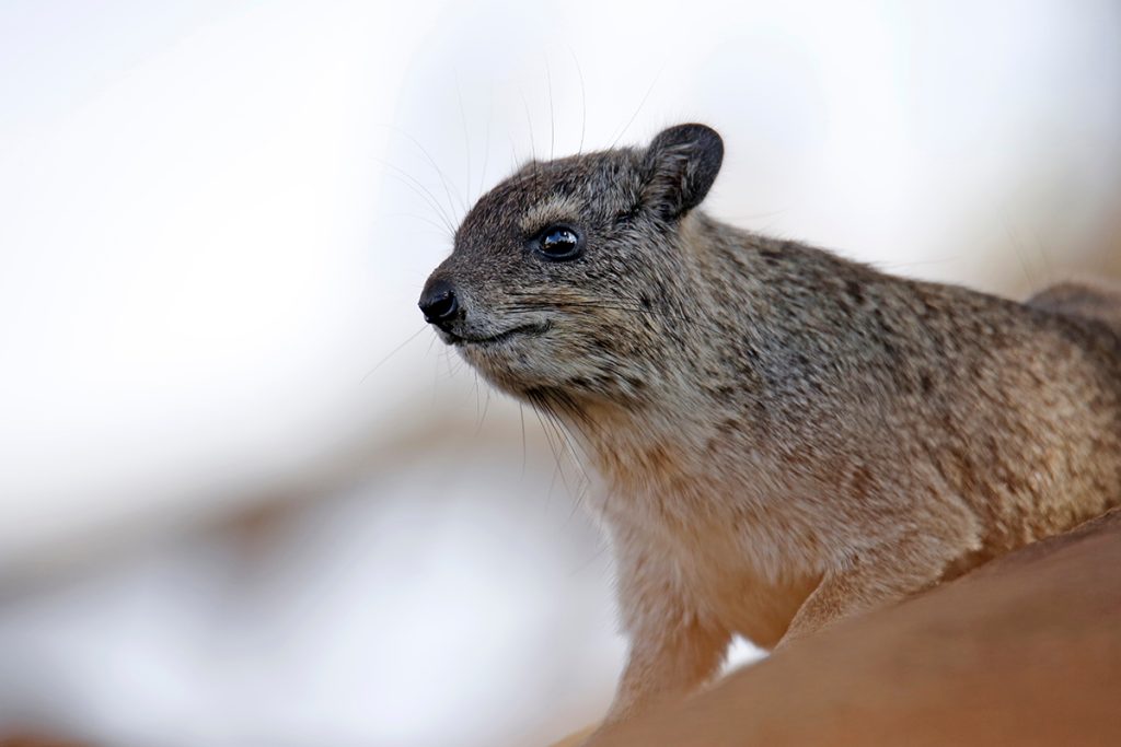 Momentálne najobľúbenejším zvieraťom na internete je drobný africký živočích zvaný hyrax. Na TikToku je skutočná hviezda!