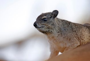 Momentálne najobľúbenejším zvieraťom na internete je drobný africký živočích zvaný hyrax. Na TikToku je skutočná hviezda!