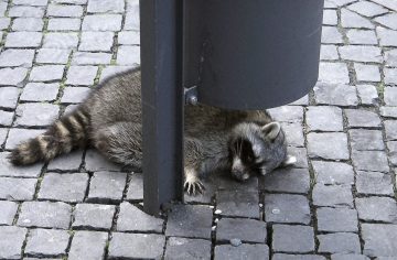 Zvieratá vo voľnej prírode sa opíjajú oveľa častejšie, ako si vedci doteraz mysleli