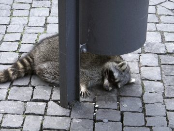 Zvieratá vo voľnej prírode sa zvyknú občas opiť z fermentovaného ovocia. Tento jav je však omnoho bežnejší ako sme si doteraz mysleli.